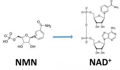 從生物學(xué)角度看NMN:為何能延緩衰老和提高免疫力？